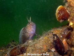 This is my favourite fish blenny with it facial desture a... by Blagodarova Elena 